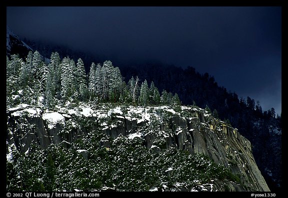 Pine trees on Valley rim, winter. Yosemite National Park, California, USA.
