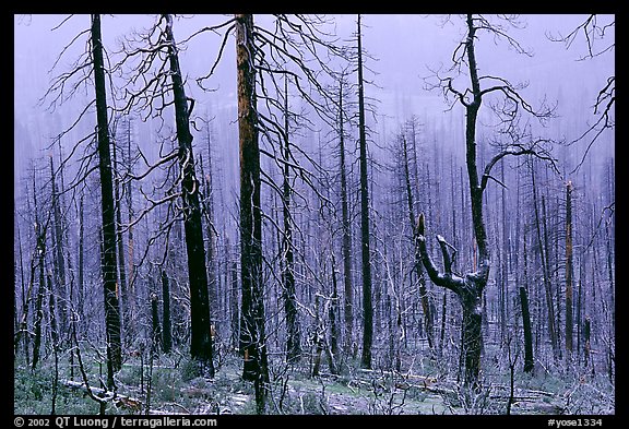 Burned forest in winter along Big Oak Flat Road. Yosemite National Park, California, USA.