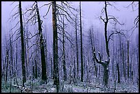 Burned forest in winter along  Big Oak Flat Road. Yosemite National Park, California, USA.