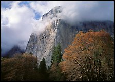 El Capitan with clouds shrouding summit. Yosemite National Park ( color)
