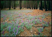 Lupine on floor of burned forest. Yosemite National Park, California, USA. (color)
