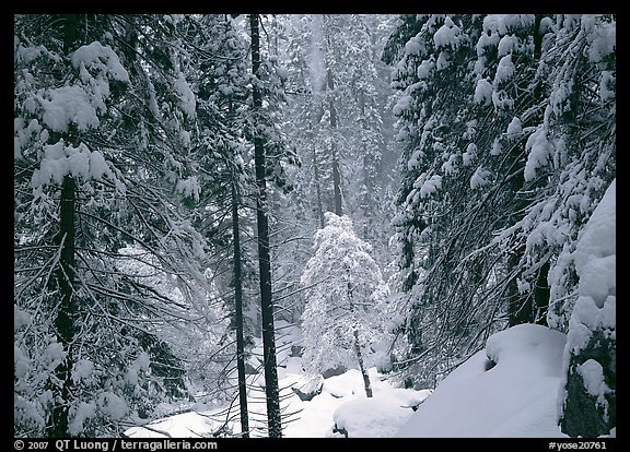 Snowy trees in winter. Yosemite National Park, California, USA.