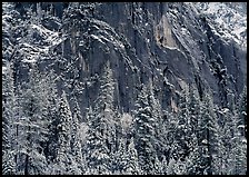 Dark rock wall and snowy trees. Yosemite National Park, California, USA.