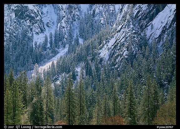 Dry Evergreens and snowy cliff. Yosemite National Park, California, USA.