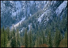 Dry Evergreens and snowy cliff. Yosemite National Park ( color)