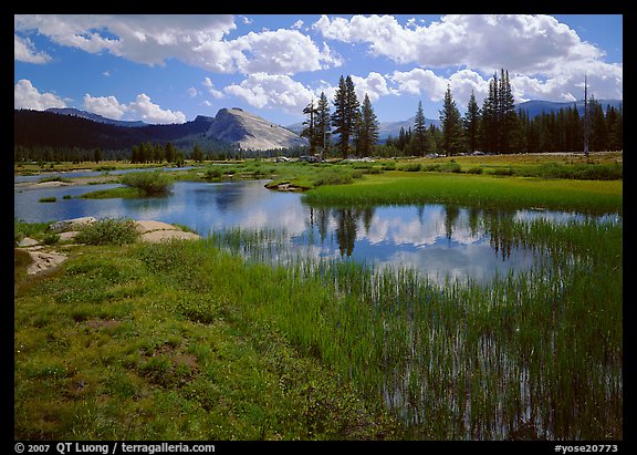 Spring pond in Tuolumne Meadows and Lambert Dome. Yosemite National Park, California, USA.