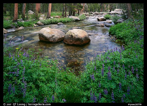Lupine, boulders,  Tuolumne River in forest. Yosemite National Park (color)