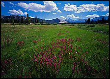 Summer wildflowers and Lembert Dome, Tuolumne Meadows. Yosemite National Park, California, USA. (color)