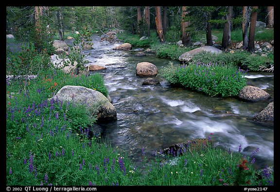 Stream and wildflowers, Tuolunme Meadows. Yosemite National Park, California, USA.