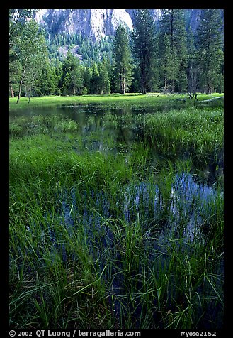 Flooded Meadow below Cathedral Rock in spring. Yosemite National Park