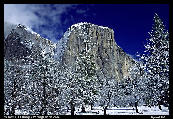 Snow-covered trees and West face of El Capitan. Yosemite National Park, California, USA.