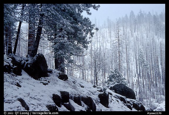 Forest with snow and fog, Wawona road. Yosemite National Park, California, USA.