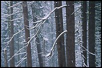 Lodgepole pine trees in winter, Badger Pass. Yosemite National Park, California, USA. (color)