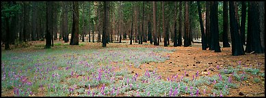 Lupine and burned forest. Yosemite National Park (Panoramic color)