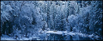 Wintry forest and reflections. Yosemite National Park (Panoramic color)