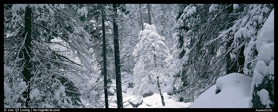 Forest with fresh snow. Yosemite National Park, California, USA.