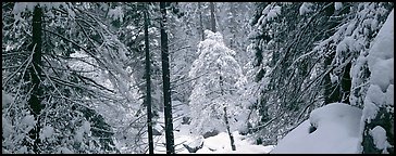 Forest with fresh snow. Yosemite National Park (Panoramic color)