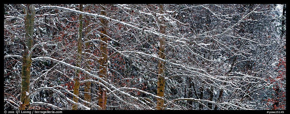 Snowy branches. Yosemite National Park (color)