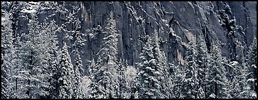 Snow-covered trees and dark cliff. Yosemite National Park (Panoramic color)