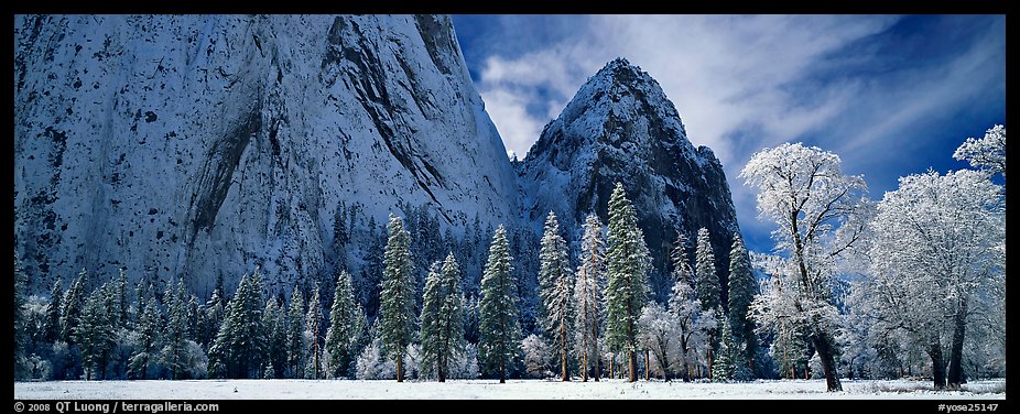 Winter scene with snow-covered trees and Cathdral Rocks. Yosemite National Park, California, USA.