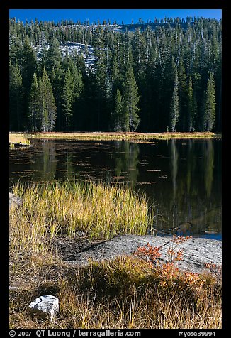 Shore with autumn grasses, Siesta Lake. Yosemite National Park, California, USA.