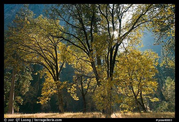 Oaks in fall foliage and Cathedral Rocks. Yosemite National Park, California, USA.