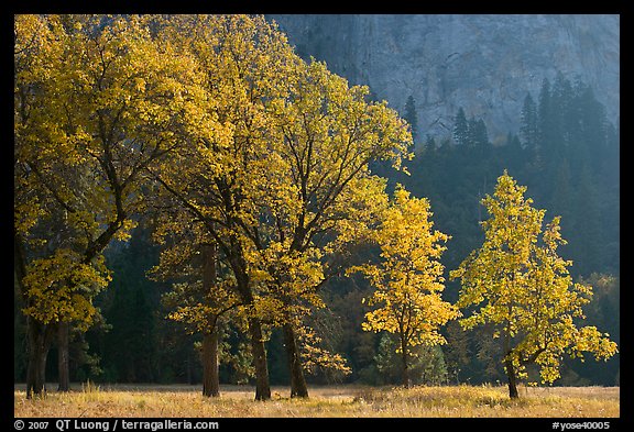 Oaks in autumn foliage, El Capitan meadow. Yosemite National Park (color)