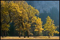 Oaks in autumn foliage, El Capitan meadow. Yosemite National Park, California, USA. (color)