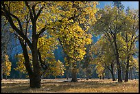 Black oaks with with autum leaves, El Capitan Meadow, afternoon. Yosemite National Park, California, USA.