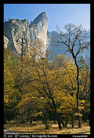 Trees in fall foliage and Leaning Tower. Yosemite National Park, California, USA.