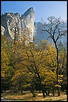Trees in fall foliage and Leaning Tower. Yosemite National Park, California, USA.