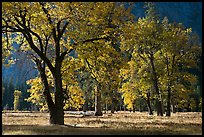 Black oaks with with autumn leaves, El Capitan Meadow, morning. Yosemite National Park, California, USA.