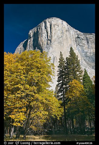 Trees in fall color and El Capitan. Yosemite National Park, California, USA.