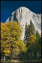 Trees in fall color and El Capitan. Yosemite National Park, California, USA.