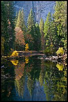 Merced River, trees and reflections at the base of Cathedral Rocks. Yosemite National Park, California, USA.