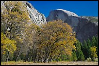 Trees in autumn foliage and Half Dome, Ahwahnee Meadow. Yosemite National Park, California, USA.