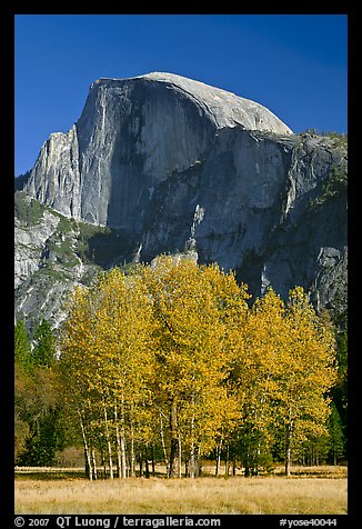 Aspens and Half Dome in autumn. Yosemite National Park (color)