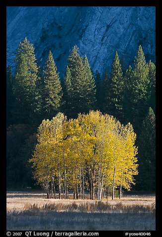 Aspens, Pine trees, and cliffs, late afternoon. Yosemite National Park (color)