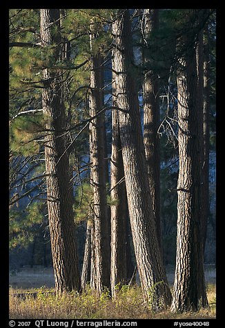 Pine trees, late afternoon. Yosemite National Park, California, USA.