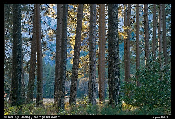 Pine trees bordering Cook Meadow. Yosemite National Park (color)