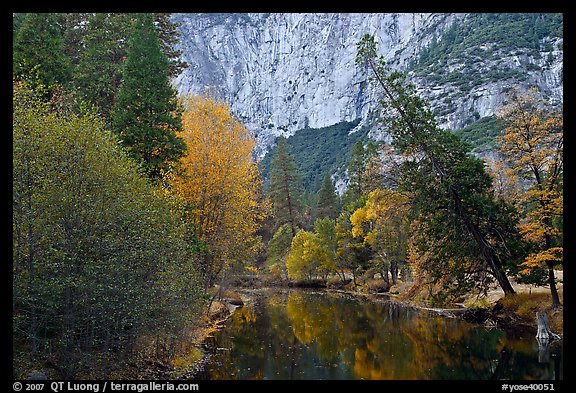 Trees in fall foliage bordering Merced River. Yosemite National Park, California, USA.