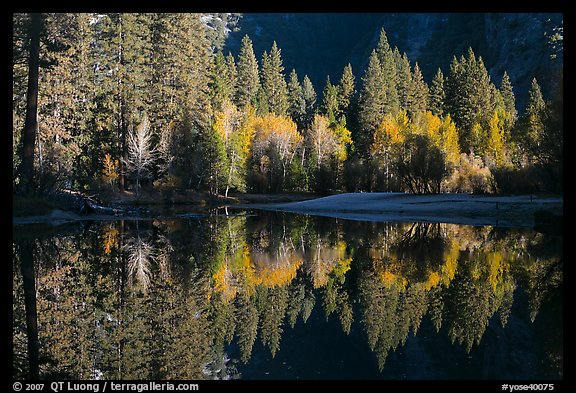 Sunlit trees and reflections, Merced River. Yosemite National Park (color)