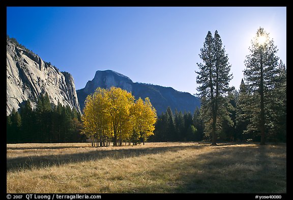 Ahwahnee Meadow with sun shinnig through tree, early morning. Yosemite National Park, California, USA.