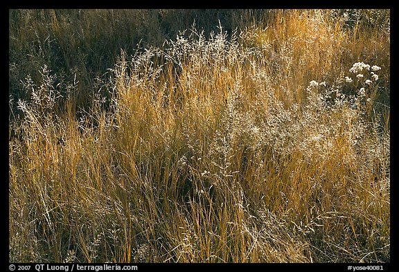 Close-up of grasses in autumn. Yosemite National Park (color)