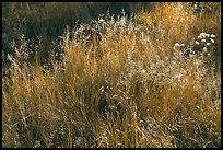 Close-up of grasses in autumn. Yosemite National Park ( color)