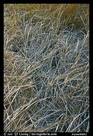 Grasses and morning frost. Yosemite National Park, California, USA.