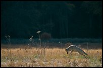 Coyote jumping in meadow. Yosemite National Park ( color)