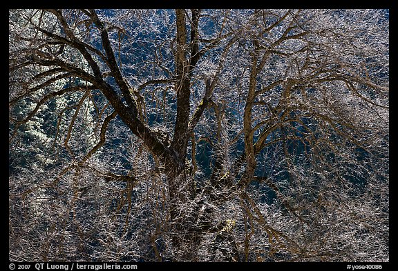 Backlit Elm tree branches. Yosemite National Park, California, USA.