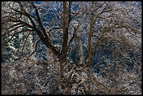 Backlit Elm tree branches. Yosemite National Park, California, USA. (color)