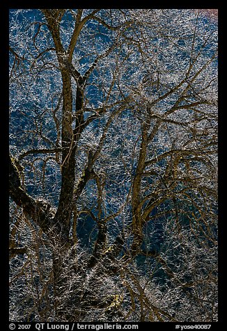 Branches of Elm tree and light. Yosemite National Park (color)